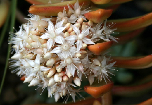 12-03-01-funchal-garten-british-church-412
