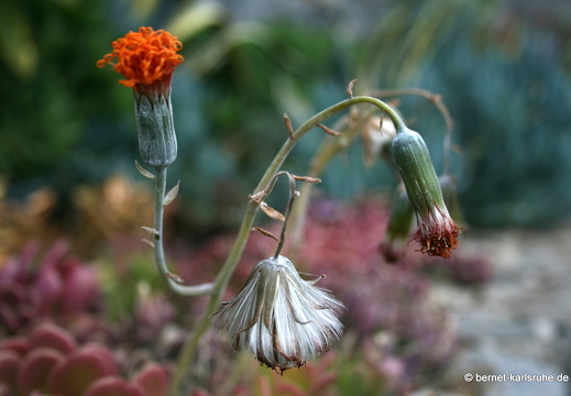 12-03-01-funchal-garten-british-church-417