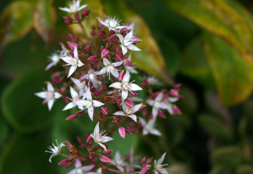 12-03-01-funchal-garten-british-church-420