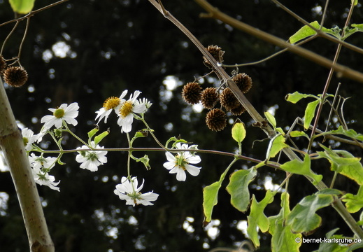12-03-03-funchal-garten-museu da quinta das cruzes-229