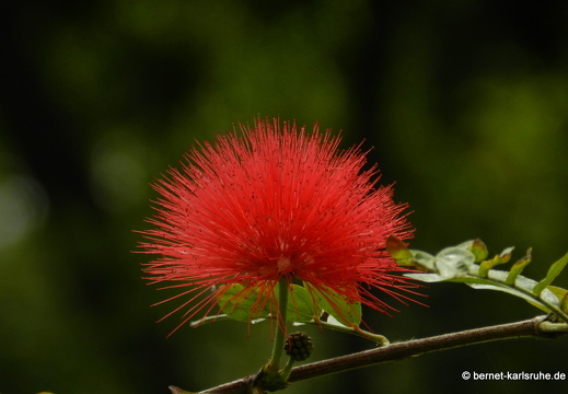 12-03-03-funchal-garten-museu da quinta das cruzes-bluete-182