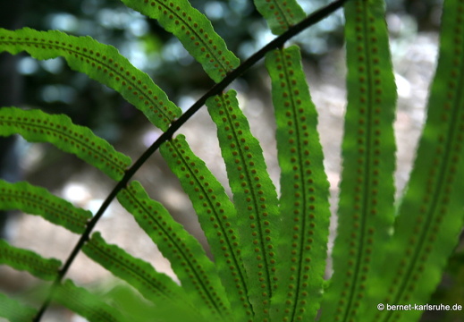 12-03-06-funchal-garten-museu quinta das cruzes-207