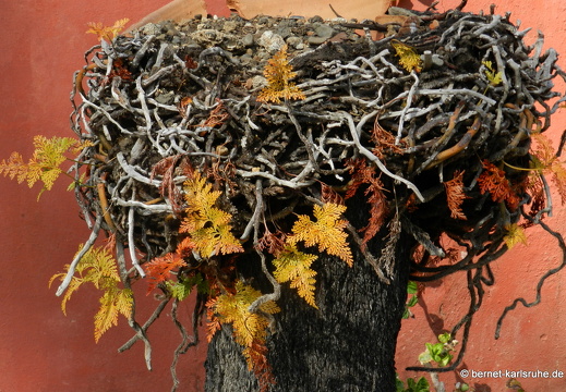 12-03-06-funchal-garten-museu quinta das cruzes-210