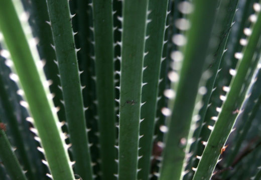 12-03-06-funchal-garten-museu quinta das cruzes-228