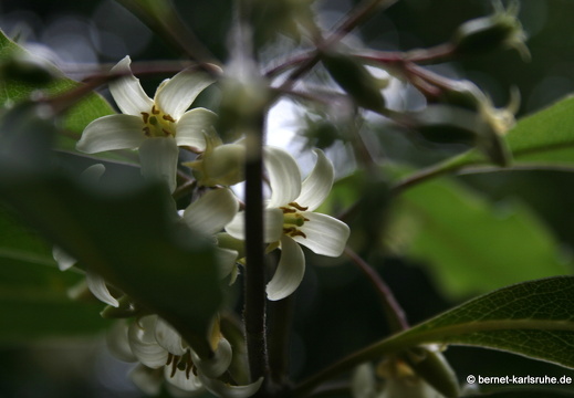 12-03-02-levada-bom-sucesso-orange-klebsame-bluete-52