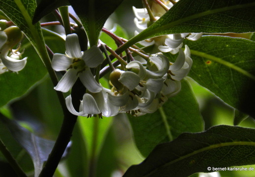 12-03-02-levada-bom-sucesso-orange-klebsame-bluete-53