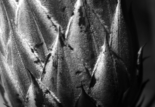 12-03-09-levada-dos-tornos-hortensiengarten-206