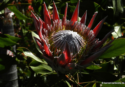 12-03-09-levada-dos-tornos-hortensiengarten-protea-