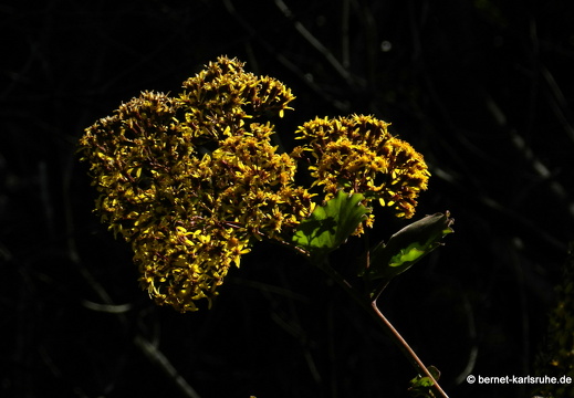 12-03-11-levada-serra-033