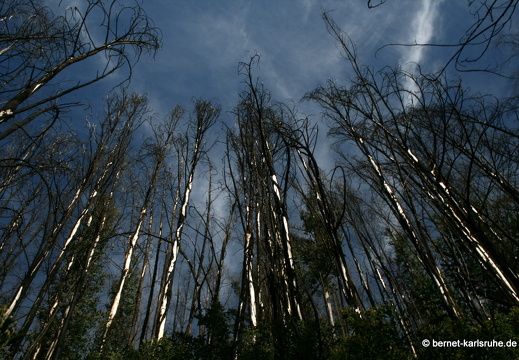 12-03-11-levada-serra-wald-75