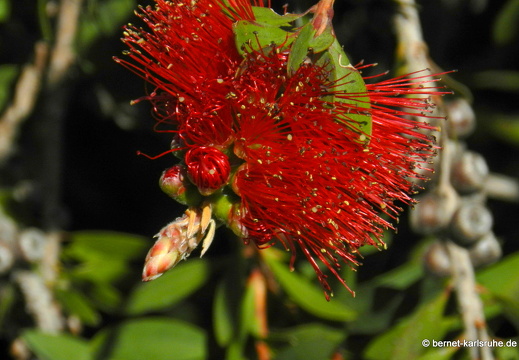 12-03-12-busfahrt-funchal-sao-vicente-zylinderputzer-125