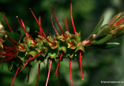 12-03-12-busfahrt-funchal-sao-vicente-zylinderputzer-128