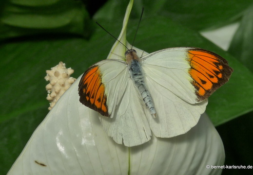 Mannheim - Luisenpark