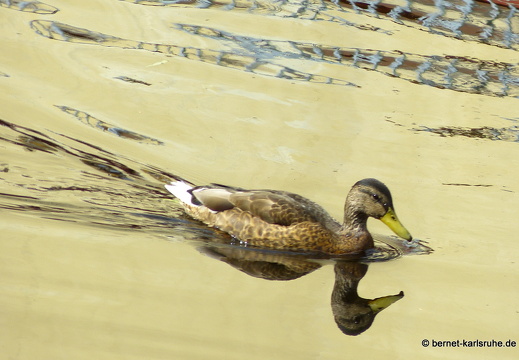 12-07-11-gernsbach-stockente-spiegelung-088