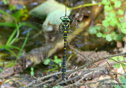 12-07-27-kleinenztal-libelle-zweigestreifte-quelljungfer-005