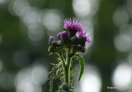 12-07-04-bad-wildbad-kratzdistel-010