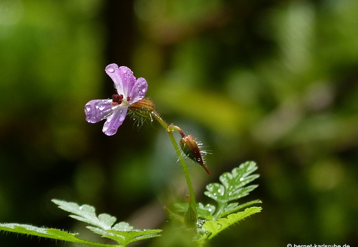 12-07-04-bad-wildbad-strochenschnabel-005