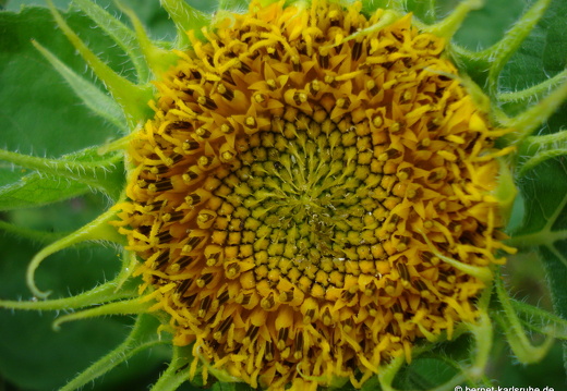 12-08-29-bad-wildbad-sonnenblume-041