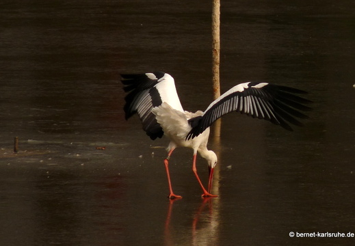 09-12-15-zoo 012