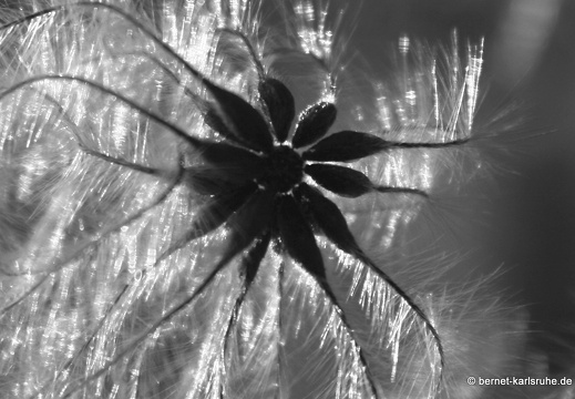 12-01-14-hohenwettersbach-samenstand-waldrebe-70