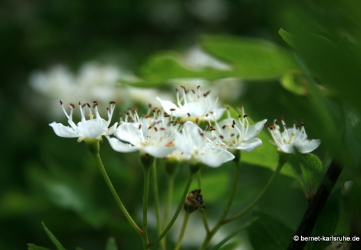 12-05-09-hohenwettersbach-012