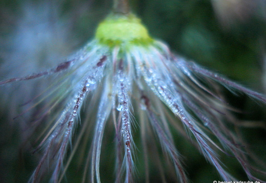 12-05-17-gruenwettersbach-kuechenschelle-020