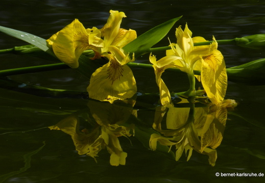 12-05-19-oberwaldsee-122
