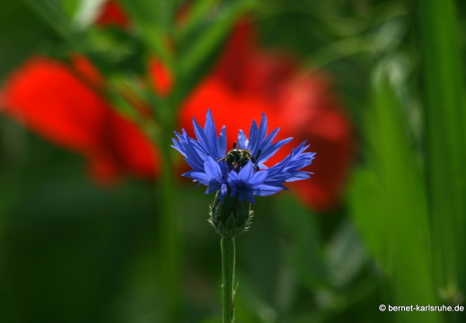 12-05-24-hohenwettersbach-056