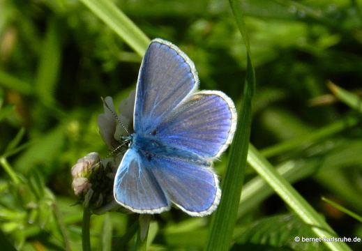 12-05-19-oberwaldsee-blaeuling-083
