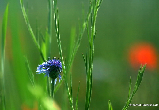 12-05-24-hohenwettersbach-058
