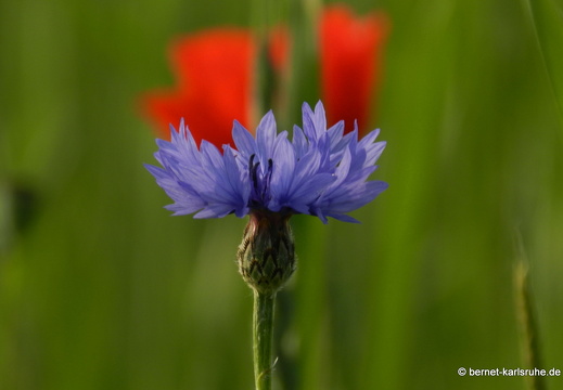 12-05-31-ochsenweg-kornfeld-016