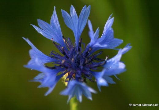 12-05-31-ochsenweg-kornfeld-101