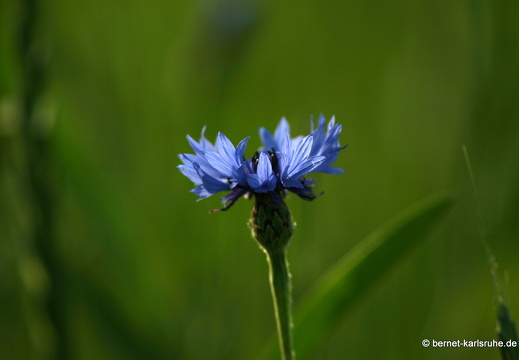12-05-31-ochsenweg-kornfeld-110