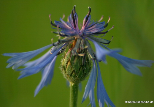 12-05-31-ochsenweg-kornfeld-115
