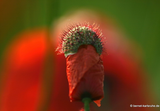 12-05-31-ochsenweg-kornfeld-120