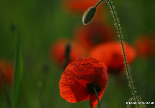 12-05-31-ochsenweg-kornfeld-121