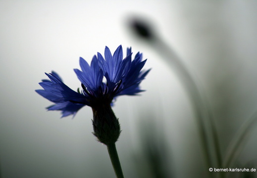 12-05-31-ochsenweg-kornfeld-128
