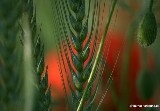 12-05-31-ochsenweg-kornfeld-130