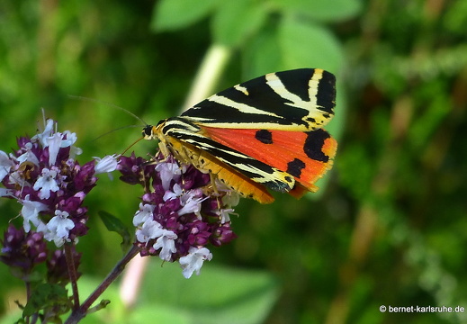 12-07-23-bergwald-autobahn-schmetterling-russischer-baer-031