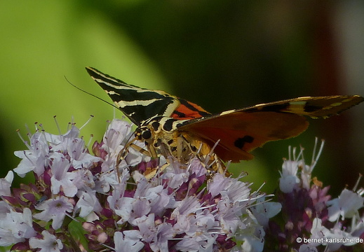 12-07-23-bergwald-autobahn-schmetterling-russischer-baer-046