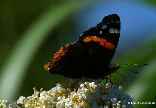 12-07-23-bergwald-schmetterling-admiral-001
