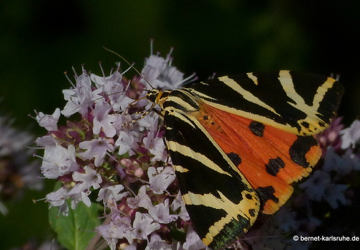 12-07-23-bergwald-autobahn-schmetterling-russischer-baer-054