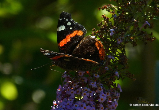 12-07-23-bergwald-schmetterling-admiral-009