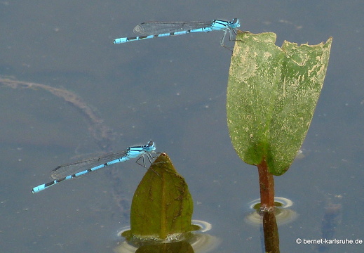 12-07-29-brutgebiet-azurjungfer-068