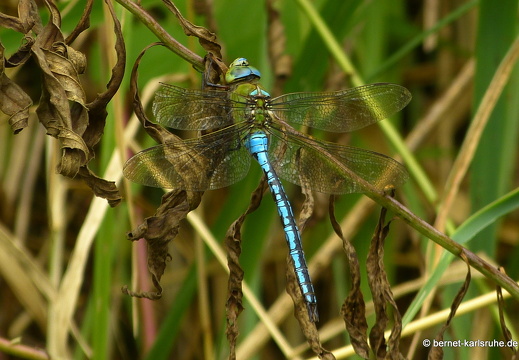 12-07-29-brutgebiet-grosse-koenigslibelle-055