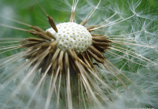12-07-30-sportplatz-wiese-pusteblume-011