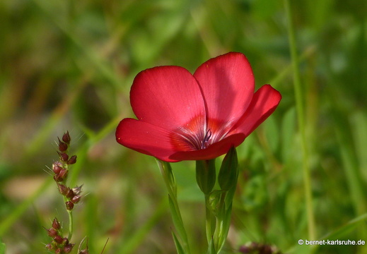 12-07-30-sportplatz-wiese-wilde-anemone-049
