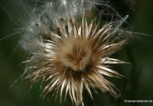 12-08-04-gruenberg-silberdistel-034