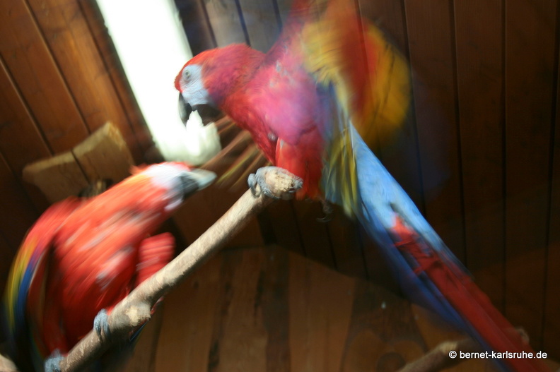 12-01-24-zoo-17.JPG
