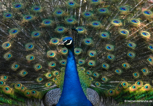 12-04-13-zoo-pfau-178